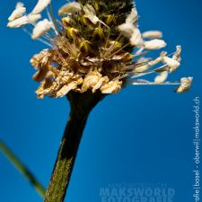 Blumen ( Blumen-Farbe )| Fotoshooting by maksworld fotografie Basel/Oberwil (Fotograf: Marcel König)