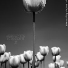 Blumen ( Blumen-Schwarz-Weiss )| Fotoshooting by maksworld fotografie Basel/Oberwil (Fotograf: Marcel König)