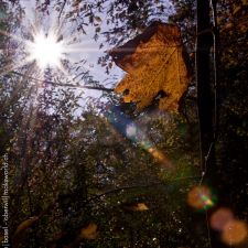 Herbst ( Umgebung )| Fotoshooting by maksworld fotografie Basel/Oberwil (Fotograf: Marcel König)