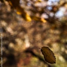 Herbst ( Umgebung )| Fotoshooting by maksworld fotografie Basel/Oberwil (Fotograf: Marcel König)