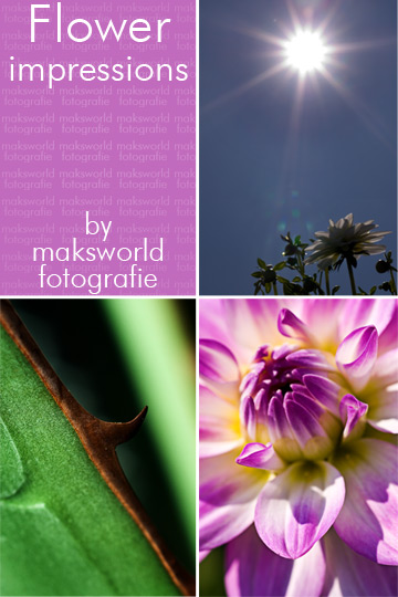 Flower impressions | Fotoshooting by maksworld fotografie Basel / Oberwil (Fotograf Marcel König)