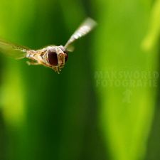Eine Art Biene | Fotoshooting by maksworld fotografie Basel/Oberwil (Fotograf: Marcel König)