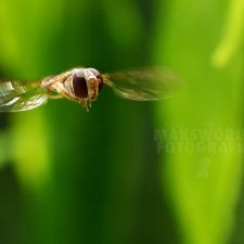 Eine Art Biene | Fotoshooting by maksworld fotografie Basel/Oberwil (Fotograf: Marcel König)