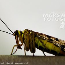 Käfer und sonstiges | Fotoshooting by maksworld fotografie Basel/Oberwil (Fotograf: Marcel König)