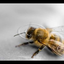 Libellen und Bienen | Fotoshooting by maksworld fotografie Basel/Oberwil (Fotograf: Marcel König)