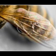 Libellen und Bienen | Fotoshooting by maksworld fotografie Basel/Oberwil (Fotograf: Marcel König)