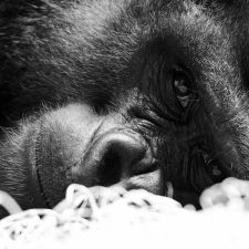 Zoo (Alle Bilder unsoritert) | Fotoshooting by maksworld fotografie Basel/Oberwil (Fotograf: Marcel König)