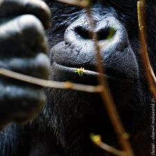Zoo (Alle Bilder unsoritert) | Fotoshooting by maksworld fotografie Basel/Oberwil (Fotograf: Marcel König)