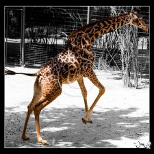 Zoo (Altes Bildmaterial / Alle Bilder unsoritert) | Fotoshooting by maksworld fotografie Basel/Oberwil (Fotograf: Marcel König)
