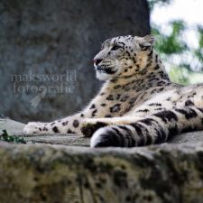 Zoo ( Schneeleoparde-Farbe )| Fotoshooting by maksworld fotografie Basel/Oberwil (Fotograf: Marcel König)
