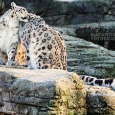 Zoo ( Schneeleoparde-Farbe )| Fotoshooting by maksworld fotografie Basel/Oberwil (Fotograf: Marcel König)